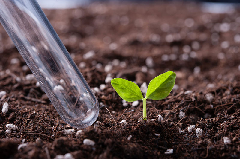 Garden topsoil with small planet growing