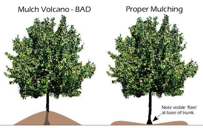Proper mulching around trees graphic